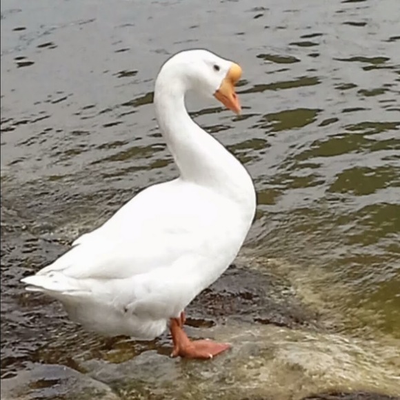 Meet your Posher, Edee - Picture 1 of 1